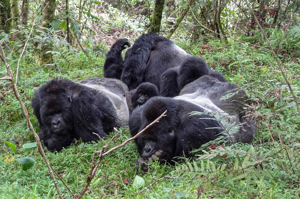 Mgahinga Gorilla National Park