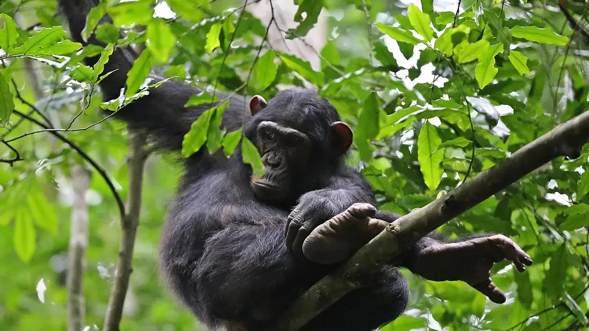 Chimpanzee trekking Kibale