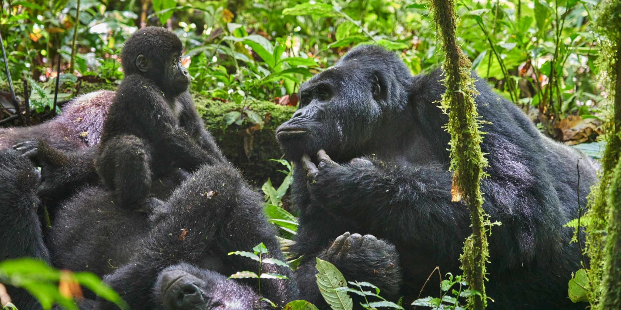 4 Days Rwanda Gorilla Safari