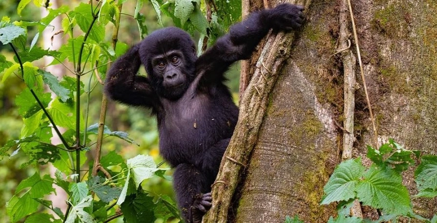 Gorilla trekking Uganda