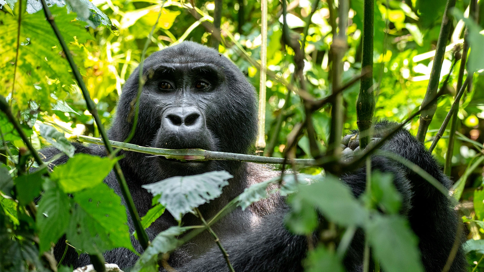 Gorilla trekking Rwanda