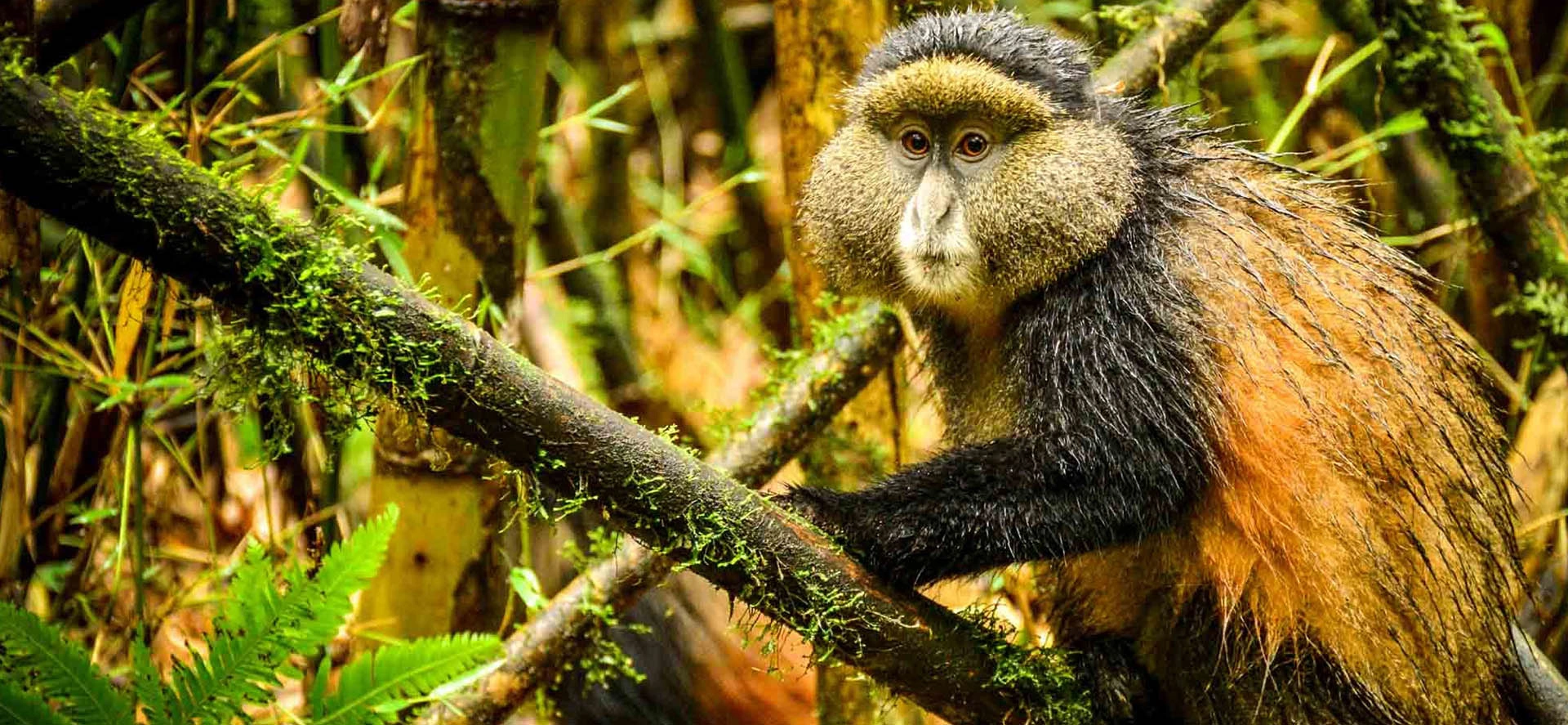 Rwanda golden monkeys
